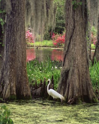 Magnolia Plantation