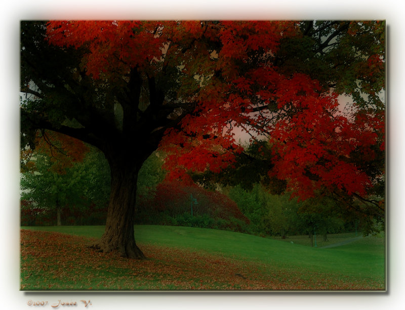 Parc en ville - Version II