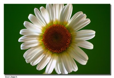 Marguerite