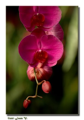 Douce orchidée ...