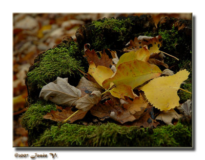 Un nid pour l'automne ...