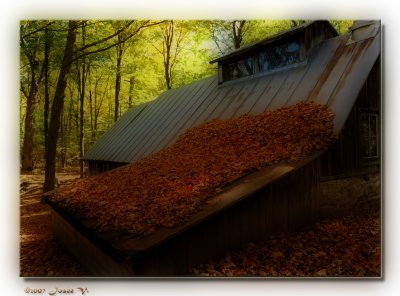 Feuilles en glissade ...