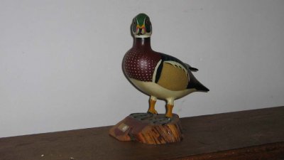 BRANCHU (wood duck )