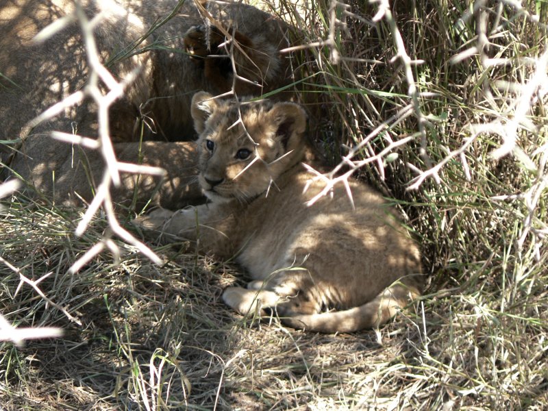 Entering Serengeti NP