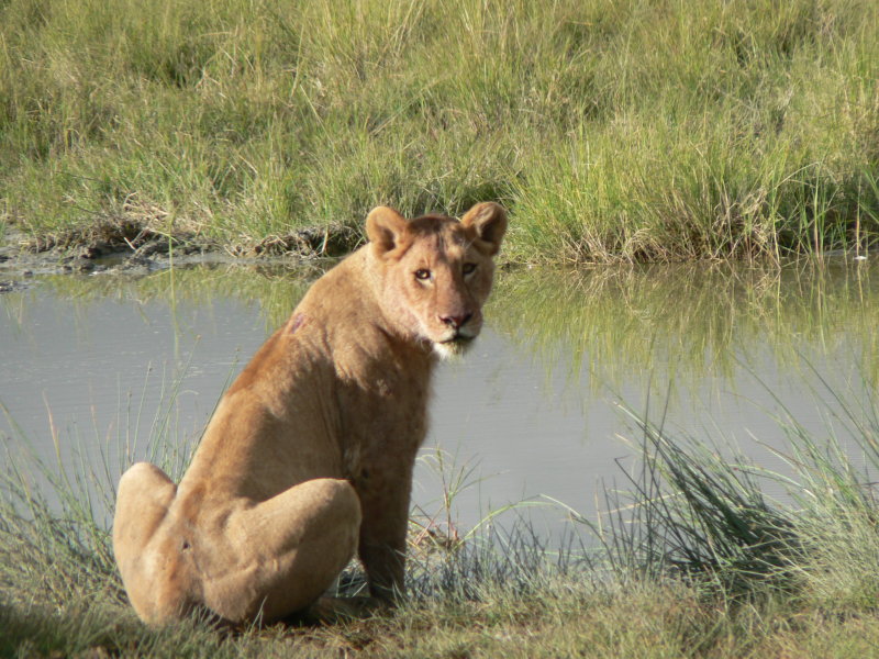 Ngorongoro