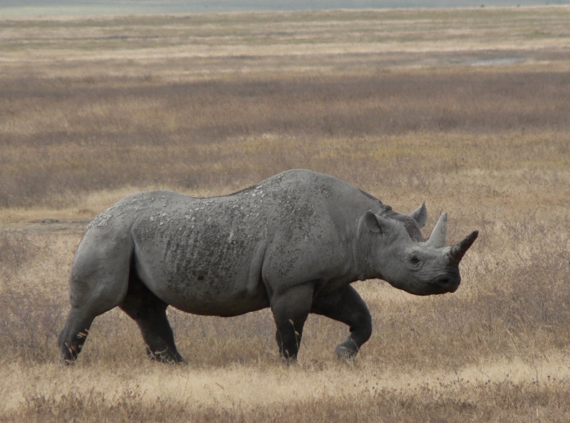 Ngorongoro