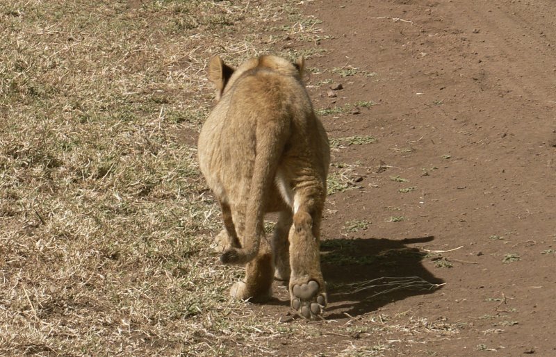 Ngorongoro