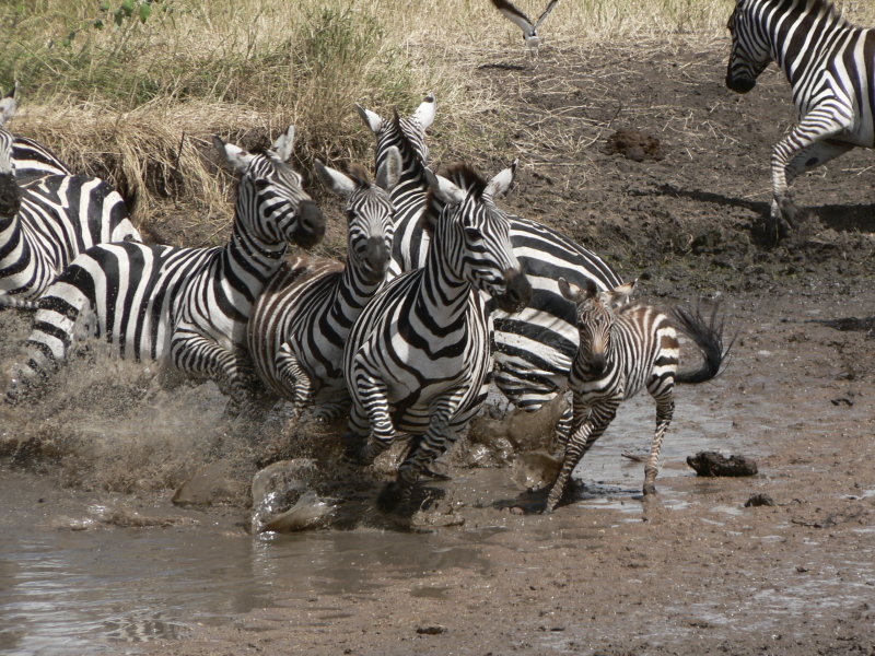 Serengeti