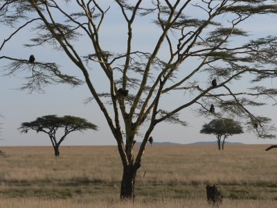Serengeti evening