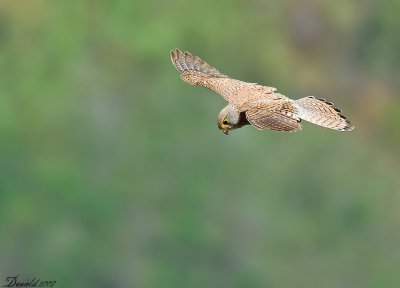 DSC_0218.jpg