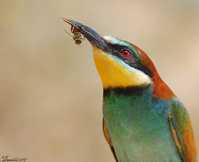 bee_eaters_