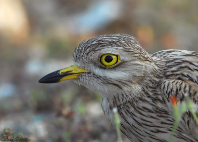 Stone Curlew