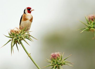 Goldfinch - 5.jpg