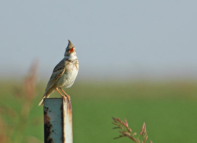 crested_lark 1.jpg