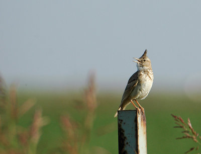 crested_lark 2.jpg