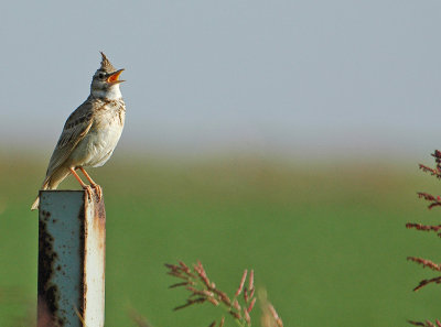 crested_lark 3.jpg