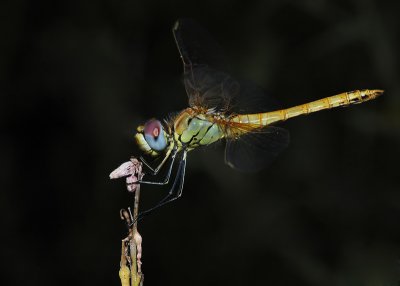 g6/44/770344/3/78782627.gS5y4l7Q.jpg