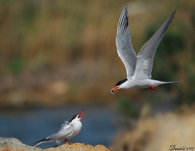Common Tern - 3