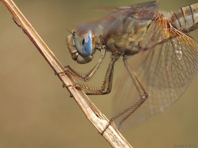 g6/44/770344/3/78970862.gDwQV0qM.jpg