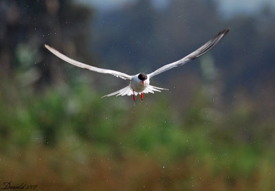 Common Tern - 4