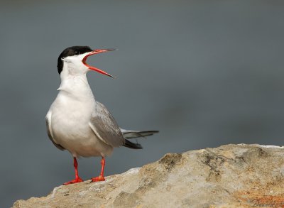 Common Tern - 2