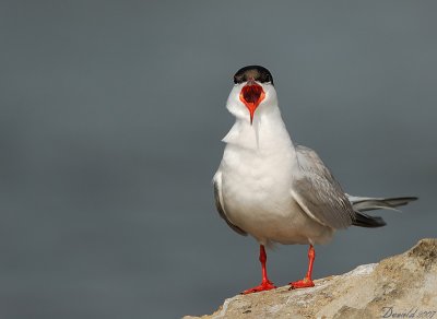 Common Tern - 1