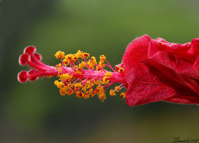 hibiscus