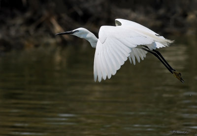 little egret (3)