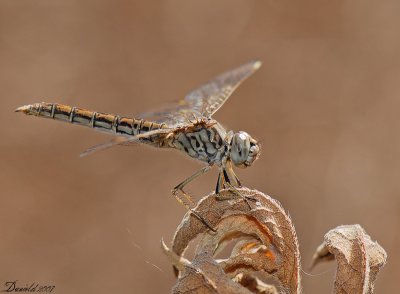 dragonflies (5).jpg