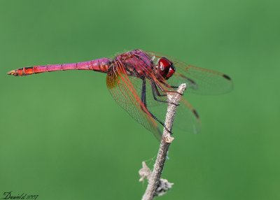 dragonflies (2).jpg