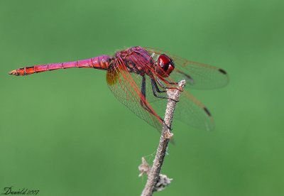 dragonflies (3).jpg