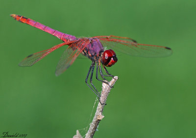 dragonflies (4).jpg