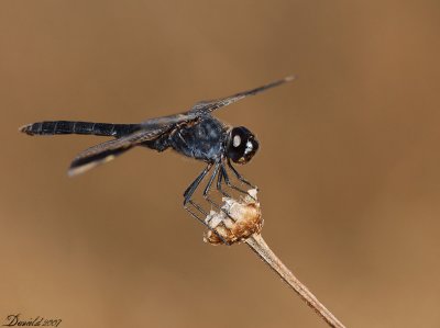 dragonflies.jpg
