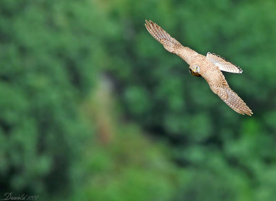 kestrel.jpg