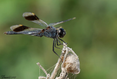 dragonflies 8.jpg