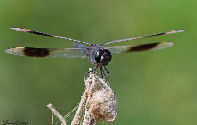dragonflies 9.jpg
