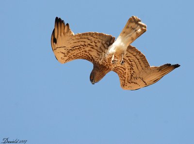 short-toed eagle 8.jpg