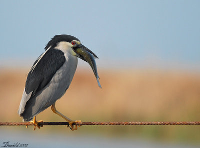 night_heron (1).jpg
