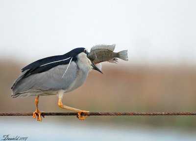 night_heron (4).jpg