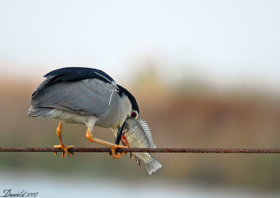 night_heron (5).jpg