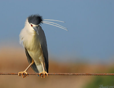 night_heron.jpg