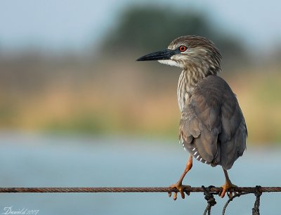night_heron 6