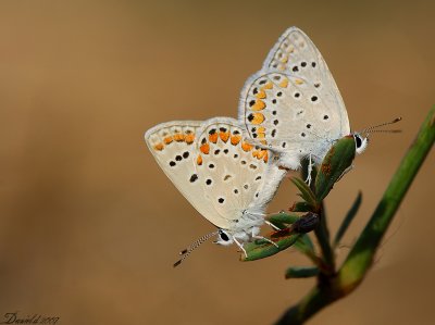 lycaenid 3.