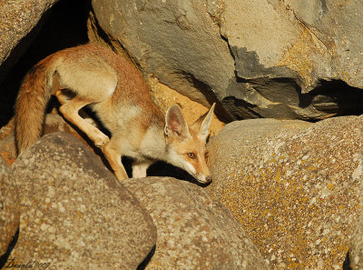 fox.