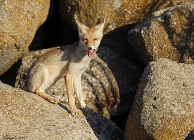 fox 4