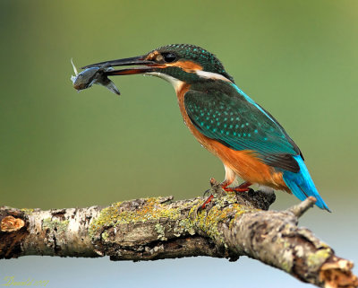 kingfishers