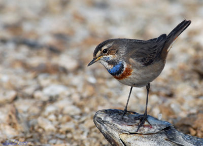 bluethroat.jpg