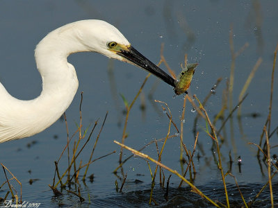 Little Egret