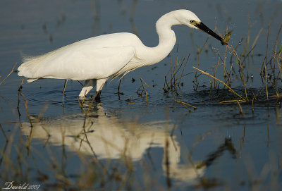 Little Egret