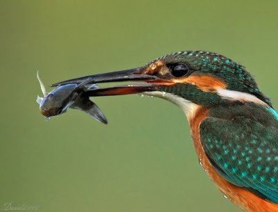 kingfishers